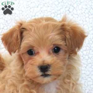 Willow, Maltipoo Puppy