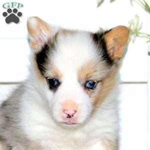 Willow, Pembroke Welsh Corgi Puppy