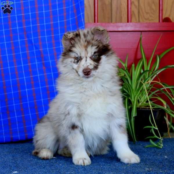 Willow, Pomsky Puppy