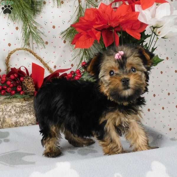 Wilma, Yorkie Poo Puppy