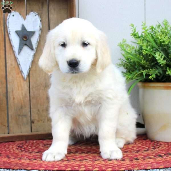 Wilma, English Cream Golden Retriever Puppy