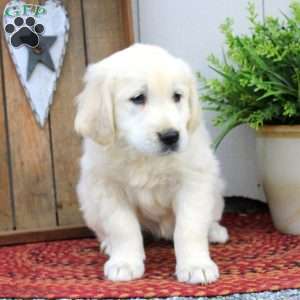 Wilma, English Cream Golden Retriever Puppy