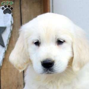 Wilma, English Cream Golden Retriever Puppy