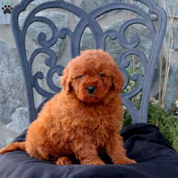 Wilson, Mini Goldendoodle Puppy