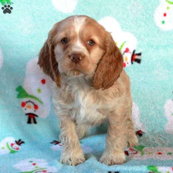 Wilson, Cocker Spaniel Puppy