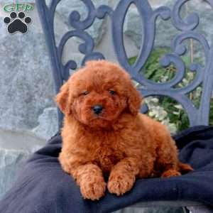 Wilson, Mini Goldendoodle Puppy