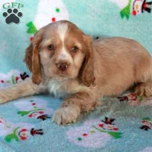 Wilson, Cocker Spaniel Puppy