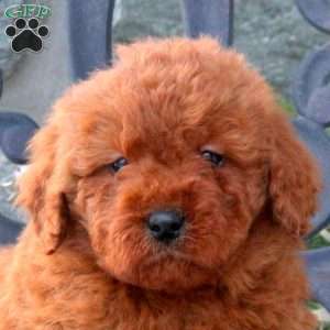 Wilson, Mini Goldendoodle Puppy