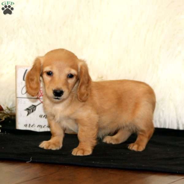 Winner, Dachshund Puppy