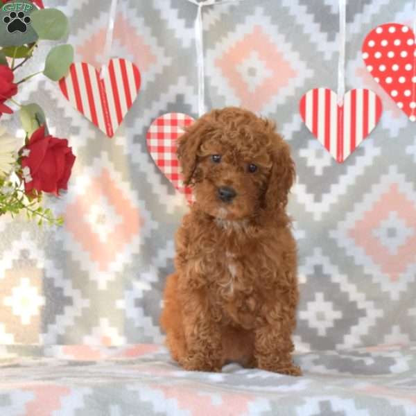 Winnie, Miniature Poodle Puppy