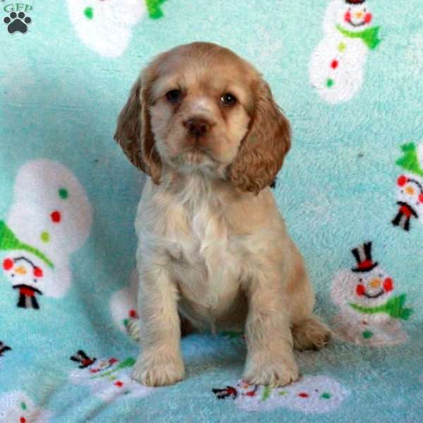 Winnie, Cocker Spaniel Puppy