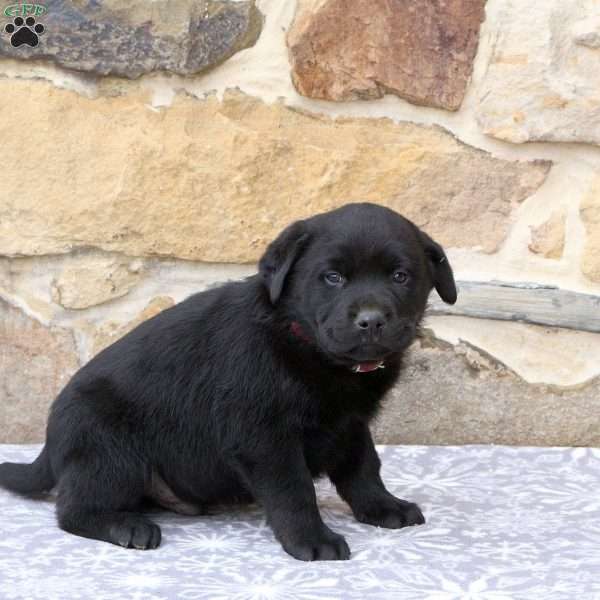 Winnie, Rottweiler Mix Puppy