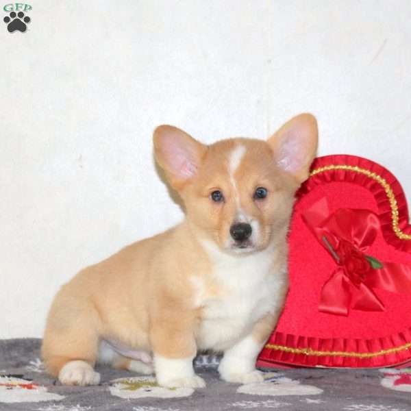 Winnie, Pembroke Welsh Corgi Puppy