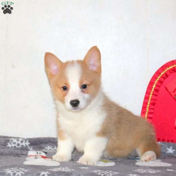 Winston, Pembroke Welsh Corgi Puppy