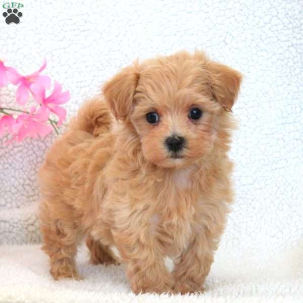 Winston, Maltipoo Puppy