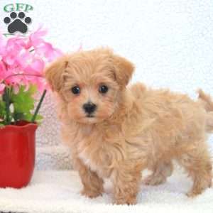 Winston, Maltipoo Puppy