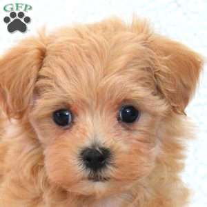 Winston, Maltipoo Puppy