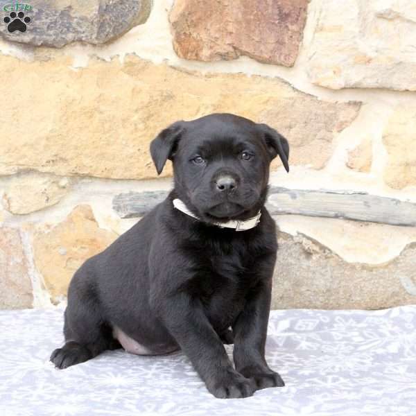 Winter, Rottweiler Mix Puppy