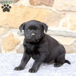 Winter, Rottweiler Mix Puppy