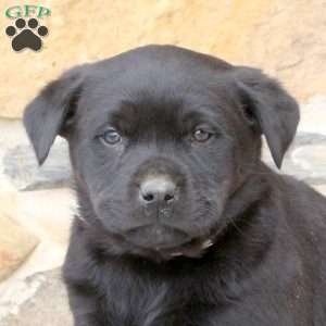 Winter, Rottweiler Mix Puppy