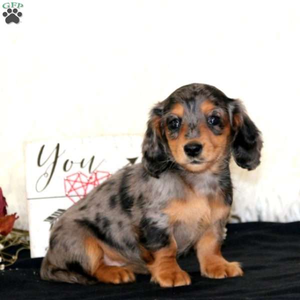 Wonder, Dachshund Puppy