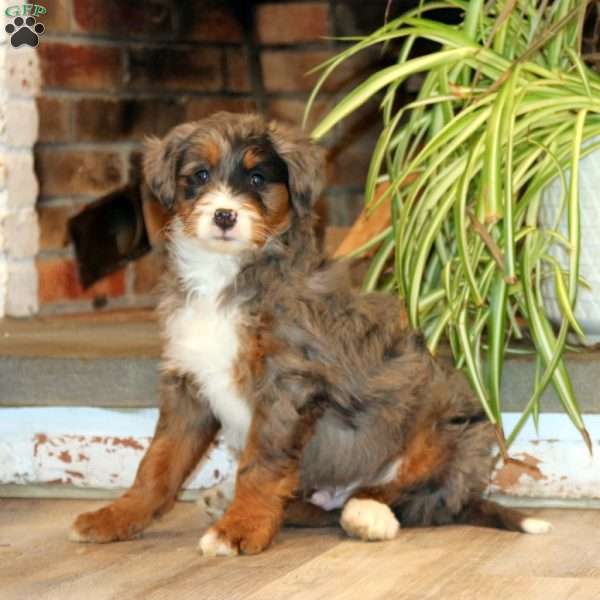 Wonder, Bernedoodle Puppy