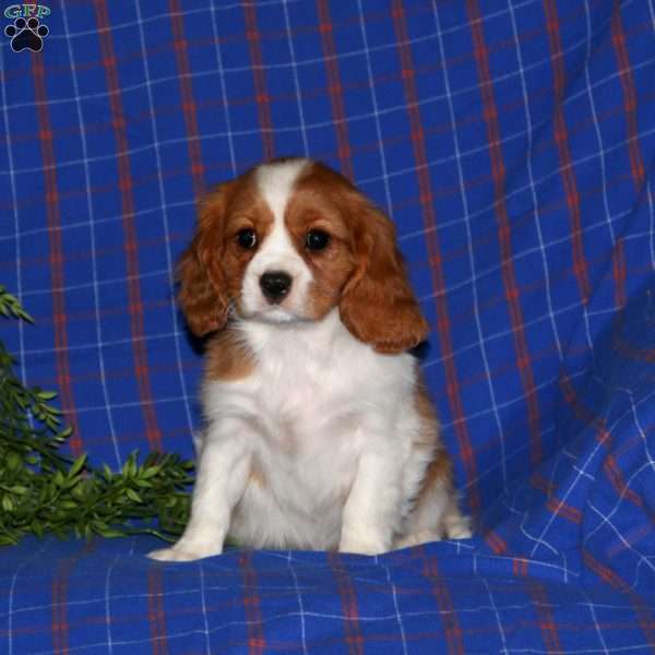 Wonder, Cavalier King Charles Spaniel Puppy