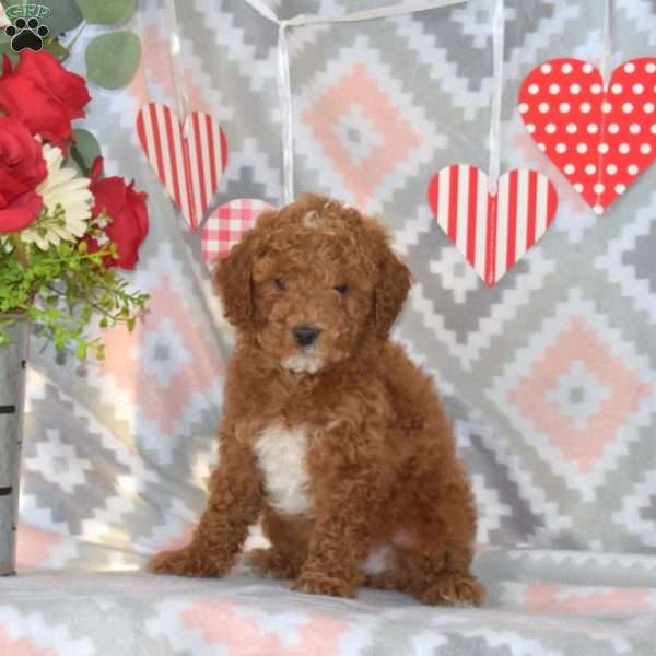 Wrangler, Miniature Poodle Puppy