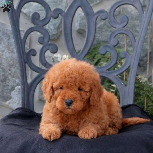 Wren, Mini Goldendoodle Puppy