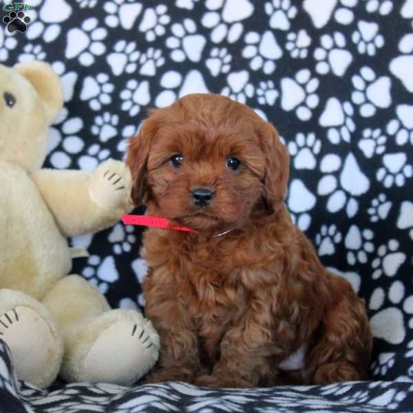 Wren, Cavapoo Puppy