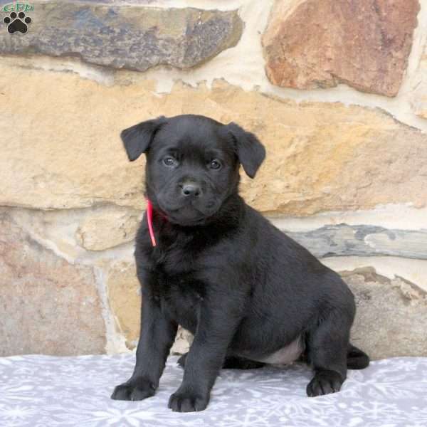 Wren, Rottweiler Mix Puppy