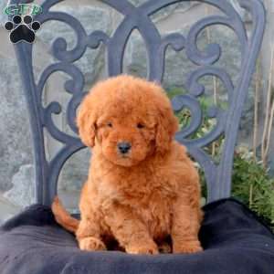 Wren, Mini Goldendoodle Puppy