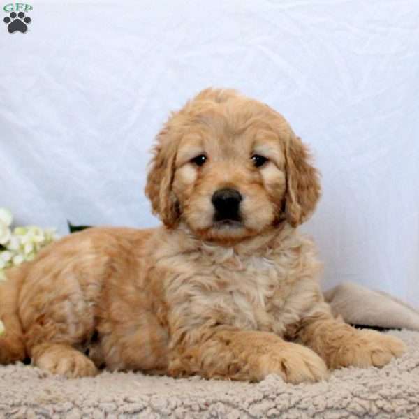 Wren, Goldendoodle Puppy