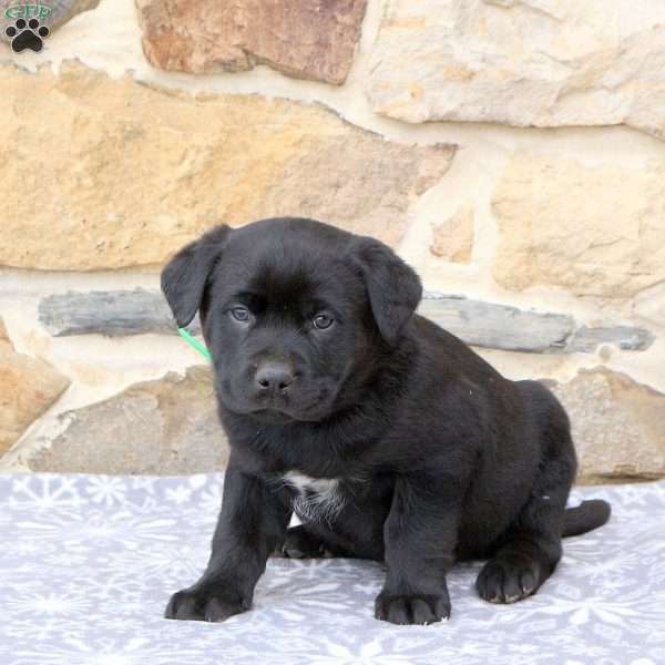 Wyatt, Rottweiler Mix Puppy