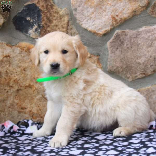 Wyatt, English Cream Golden Retriever Puppy