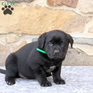 Wyatt, Rottweiler Mix Puppy