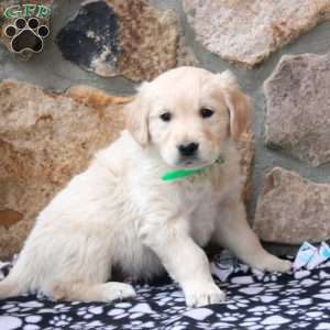 Wyatt, English Cream Golden Retriever Puppy