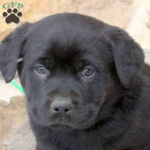 Wyatt, Rottweiler Mix Puppy