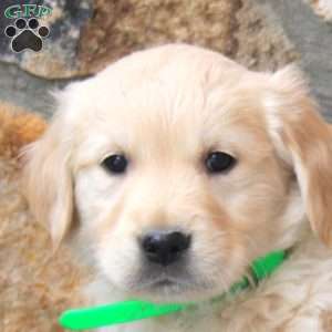 Wyatt, English Cream Golden Retriever Puppy