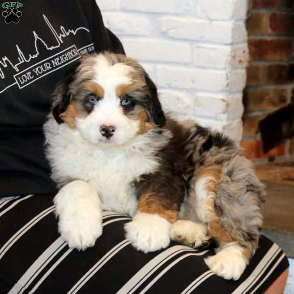 Wyatt, Bernedoodle Puppy