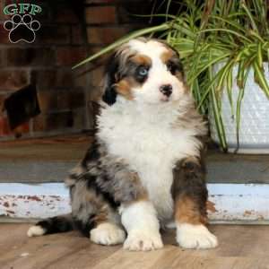 Wyatt, Bernedoodle Puppy