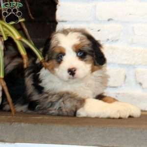 Wyatt, Bernedoodle Puppy