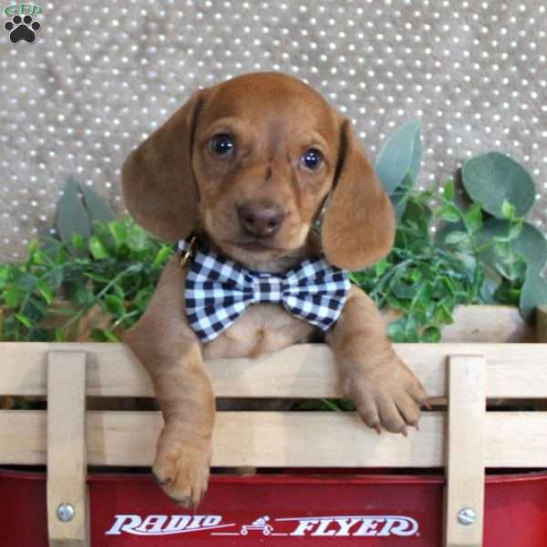 Xavier-Miniature, Dachshund Puppy