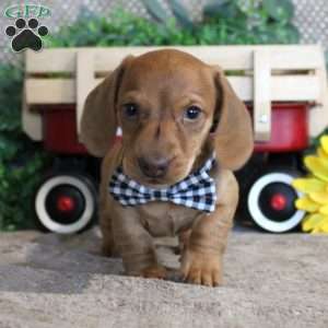 Xavier-Miniature, Dachshund Puppy