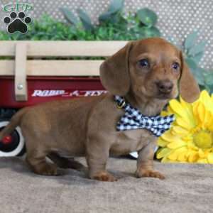 Xavier-Miniature, Dachshund Puppy