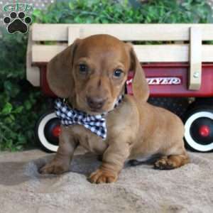 Xavier-Miniature, Dachshund Puppy