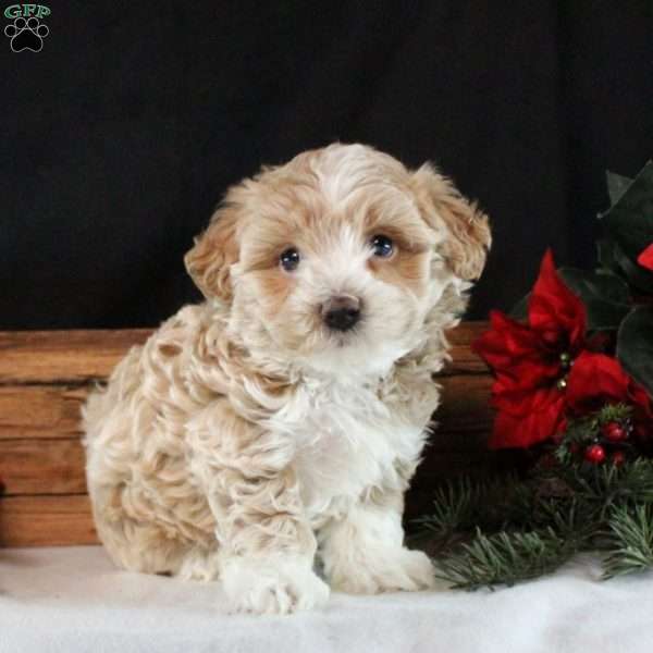 Yardley, Maltipoo Puppy