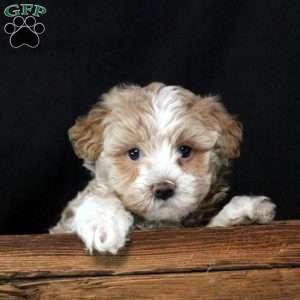 Yardley, Maltipoo Puppy