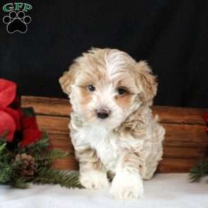 Yardley, Maltipoo Puppy