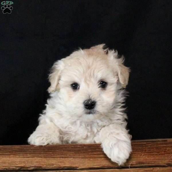 Yasmine, Maltipoo Puppy